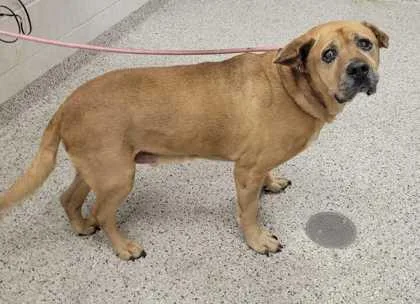A senior extra large-sized male Yellow / Tan / Blond / Fawn Mixed Breed dog named Hughie for adoption in Kansas City, MO