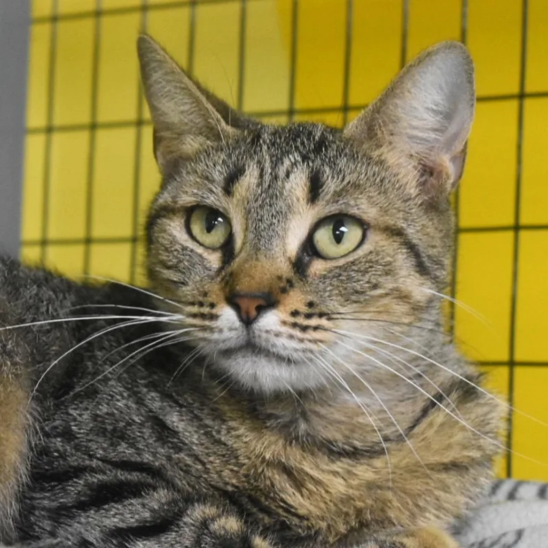 An adult medium-sized female Domestic Short Hair cat named Seraphina for adoption in Saint Petersburg, FL