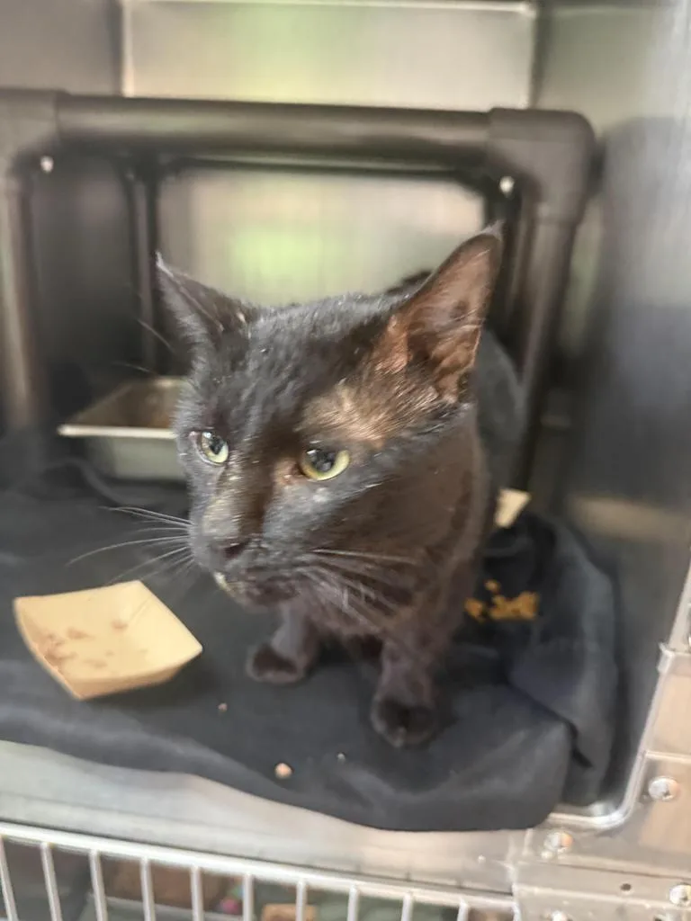 A young medium-sized male Domestic Short Hair cat named Zucchini for adoption in Burnsville, NC
