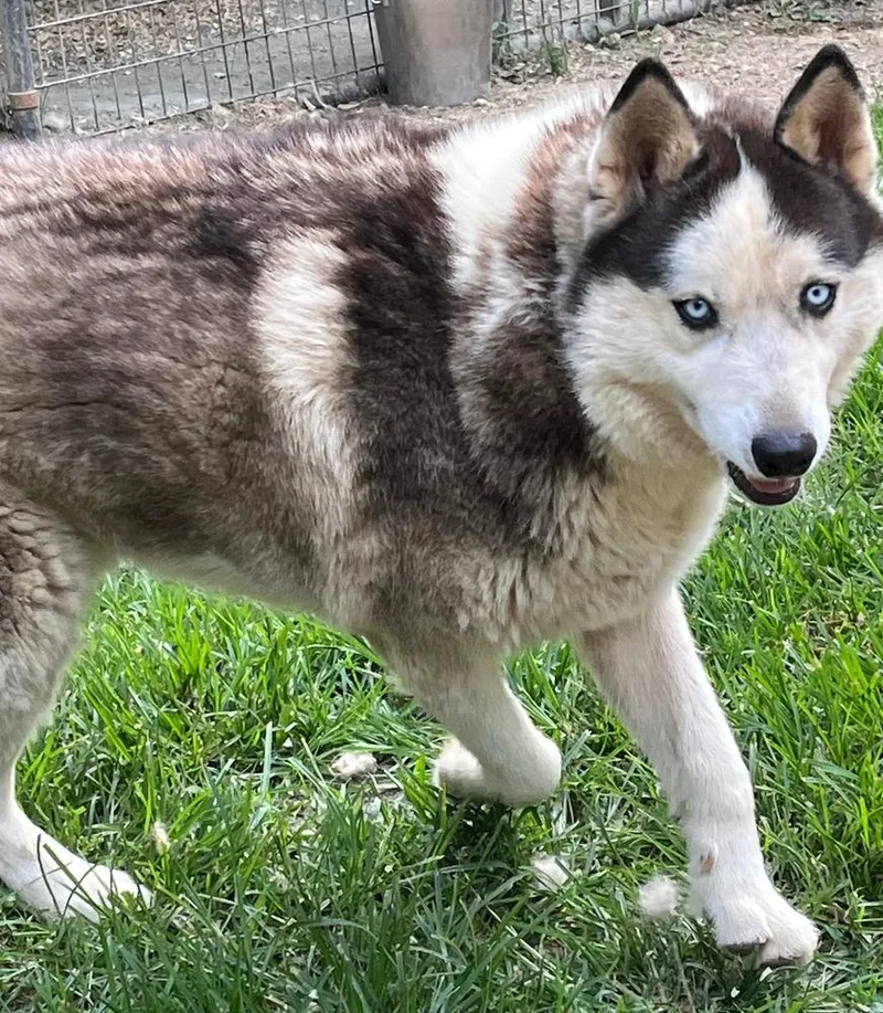 A young medium-sized male Tricolor (Brown, Black, & White) Siberian Husky dog named Boomer for adoption in Snow Camp, NC