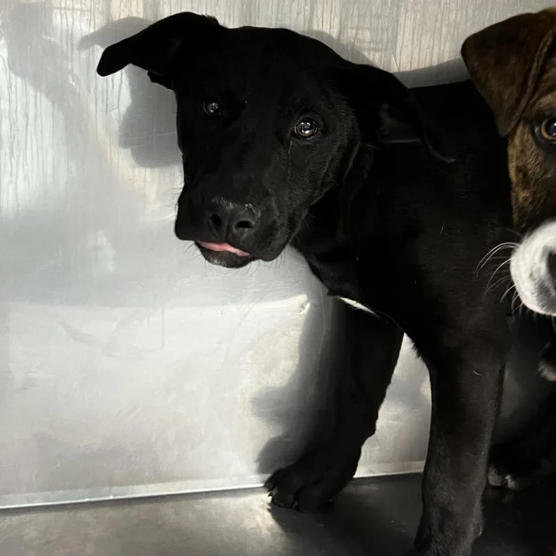 A young medium-sized female Black Labrador Retriever dog named Starla for adoption in Birmingham, AL