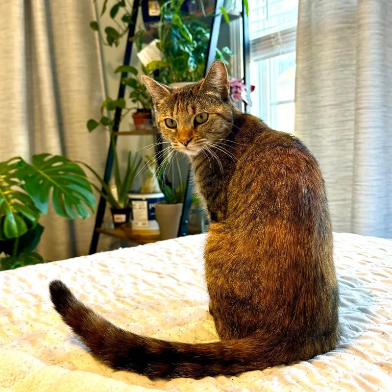 A young medium-sized female Domestic Short Hair cat named Chatterbox for adoption in Woodstock, GA