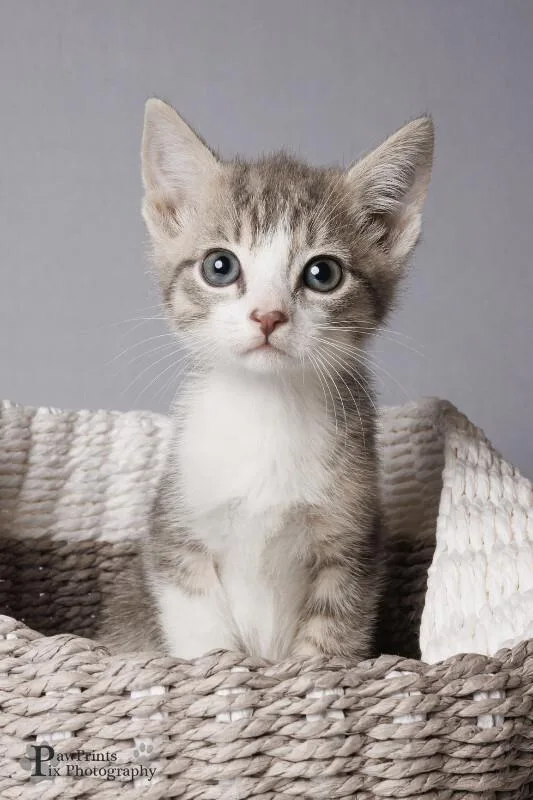 A young medium-sized male Gray & White Domestic Short Hair cat named Picasso for adoption in Maryville, TN