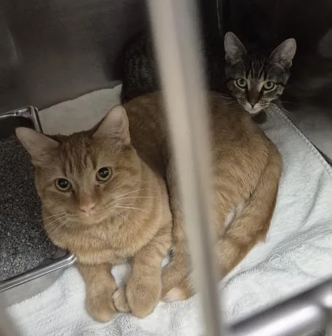A young medium-sized male Domestic Short Hair cat named John for adoption in Decatur, IL