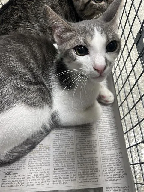 A young medium-sized male Domestic Short Hair cat named Junior for adoption in Pasadena, TX