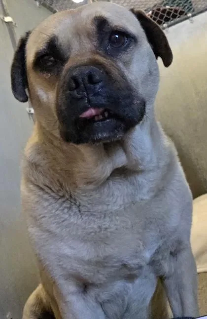 An adult medium-sized female Pug dog named Clarabelle for adoption in Roseville, CA