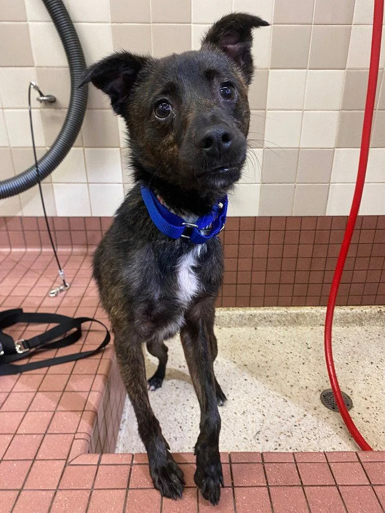 A young medium-sized male Whippet dog named Diesel for adoption in Davis, CA
