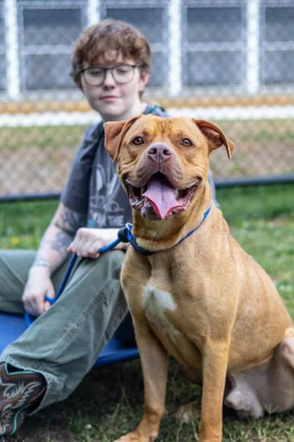 An adult large-sized male Mixed Breed dog named Pudsey for adoption in Chamblee, GA