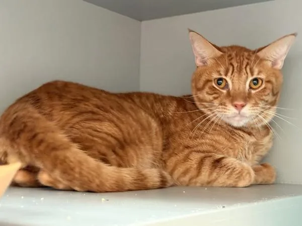 A young medium-sized male Domestic Short Hair cat named Wander for adoption in New York, NY