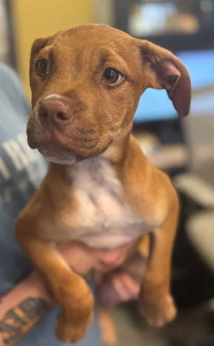 A baby medium-sized male Pit Bull Terrier dog named Chainsaw for adoption in Bowling Green, KY