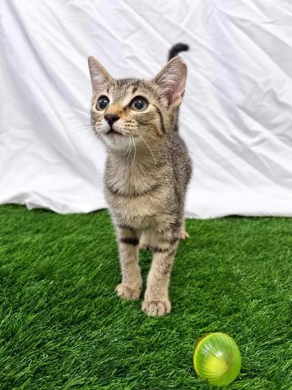 A baby small-sized female Domestic Short Hair cat named Lotty for adoption in Covington, LA