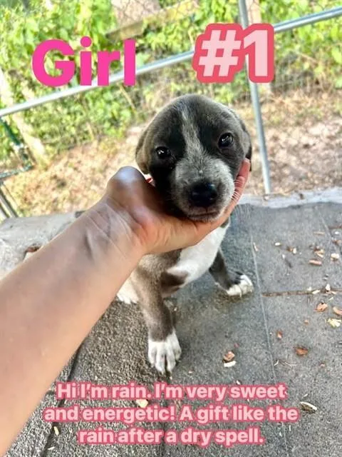 A baby small-sized female Labrador Retriever dog named Rain for adoption in Conroe, TX