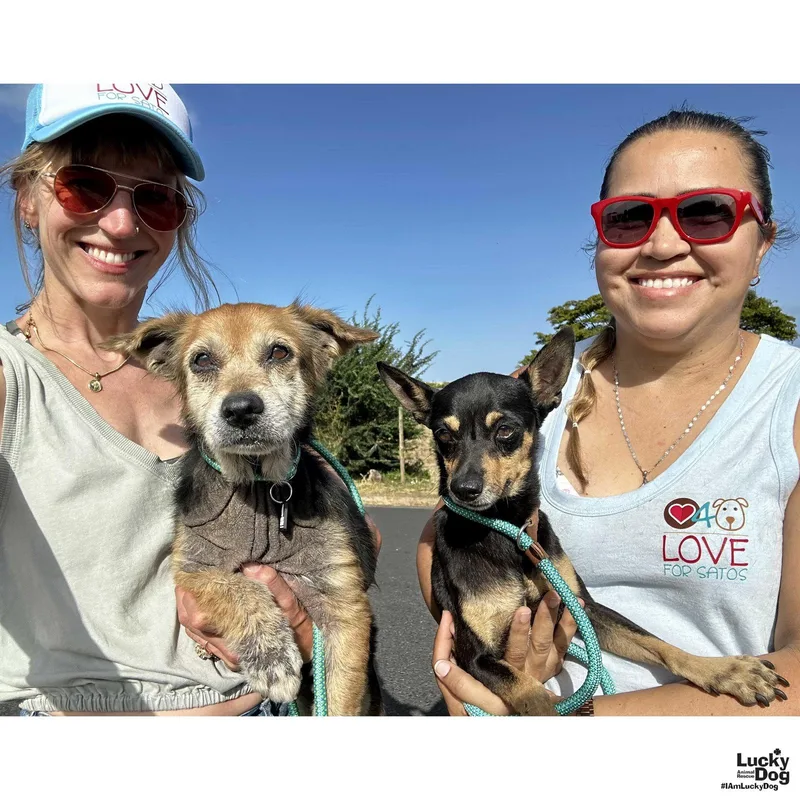 An adult small-sized female Labrador Retriever dog named Fatima for adoption in Washington, DC