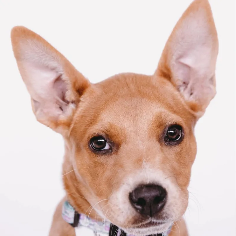 A baby small-sized female Yellow / Tan / Blond / Fawn Jack Russell Terrier dog named Rosie Arrivng  D for adoption in Princeton, MN