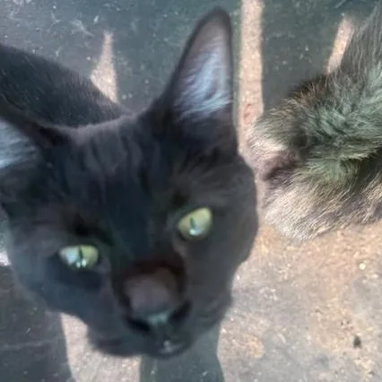 A young medium-sized female Black Domestic Short Hair cat named Phoebe for adoption in Dunnigan, CA