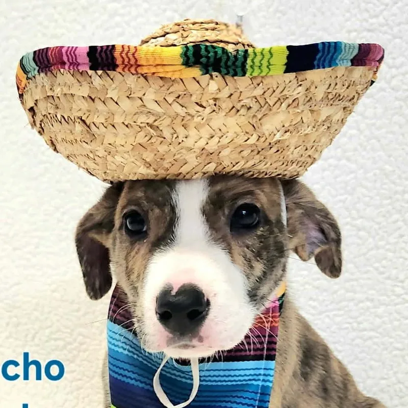 A baby small-sized male Brindle Mixed Breed dog named Nacho for adoption in Rockville, MD