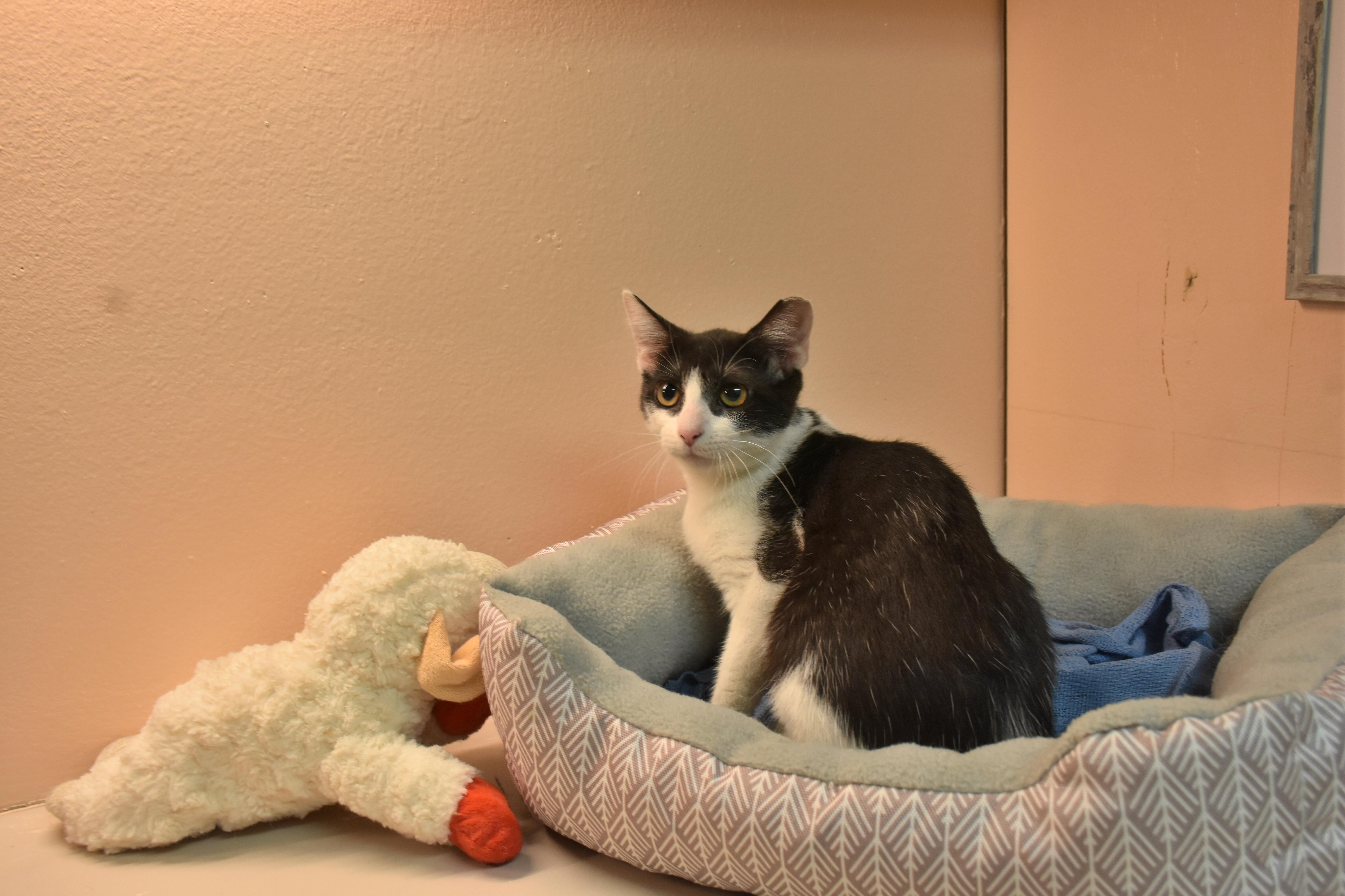 A young small-sized female Black & White / Tuxedo Domestic Short Hair cat named Bobett for adoption in North Judson, IN