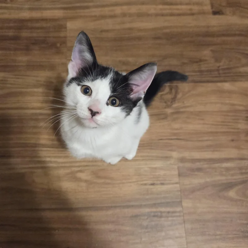 A baby medium-sized male Black & White / Tuxedo Domestic Short Hair cat named Rubble for adoption in Milwaukee, WI