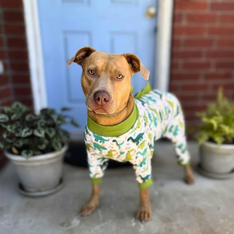 An adult medium-sized male Pit Bull Terrier dog named Poe for adoption in Martinez, CA