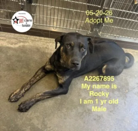 A young large-sized male Mixed Breed dog named Mr Black for adoption in Los Angeles, CA