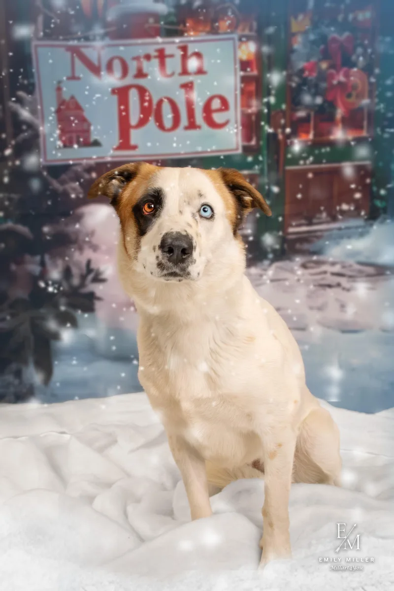 An adult medium-sized female Australian Shepherd dog named Abby for adoption in Phoenix, AZ