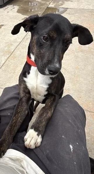 A young medium-sized female Coonhound dog named Astrid for adoption in Colorado Springs, CO