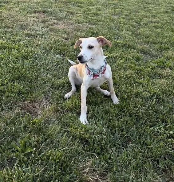 An adult medium-sized male Mixed Breed dog named Finnick for adoption in Milton, DE