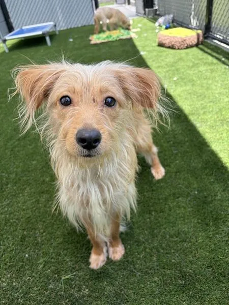 A young small-sized male Wirehaired Terrier dog named Relameago for adoption in San Diego, CA