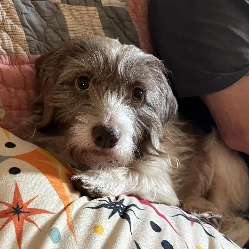 Chipmunk thumbnail 2