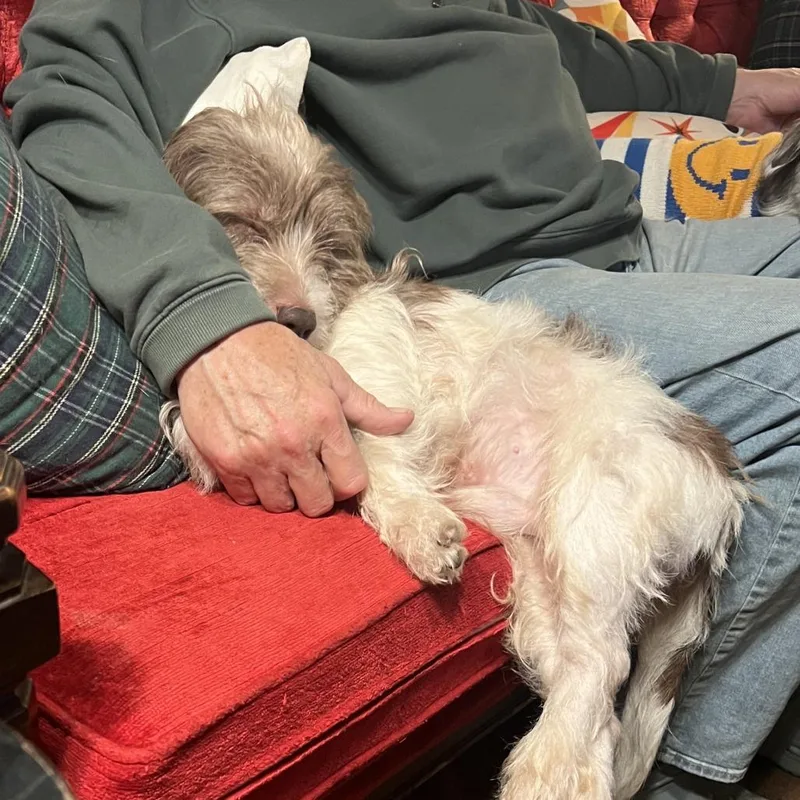 Chipmunk thumbnail 3