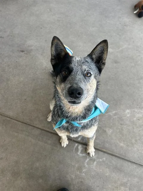 A young medium-sized male Australian Cattle Dog / Blue Heeler dog named Pirilo for adoption in Chula Vista, CA
