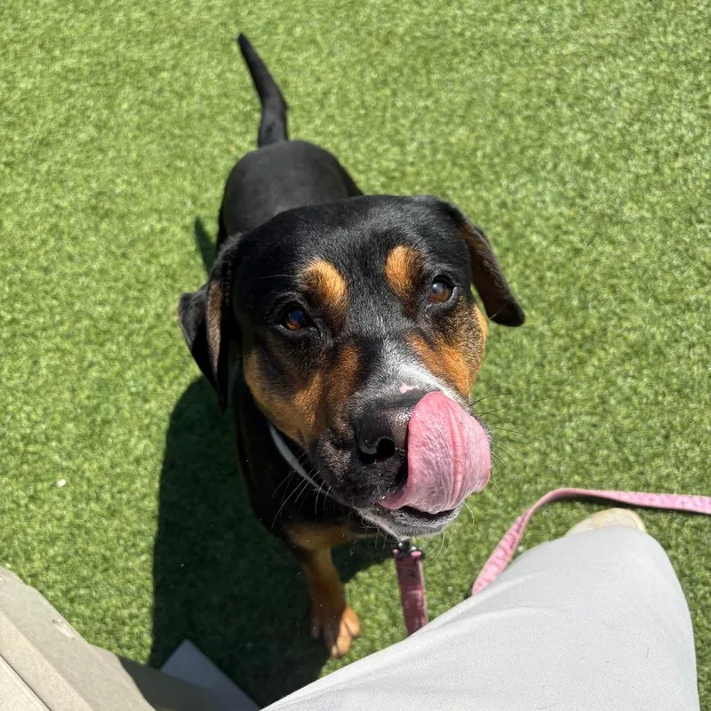 An adult medium-sized male Black Mixed Breed dog named Kerf for adoption in Pittsburgh, PA