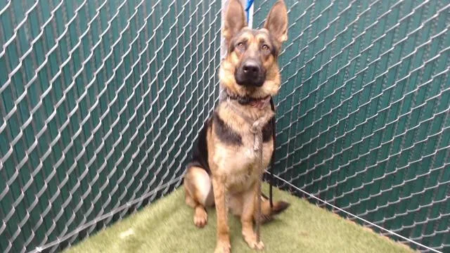 An adult large-sized female German Shepherd Dog dog named Posey for adoption in Downey, CA
