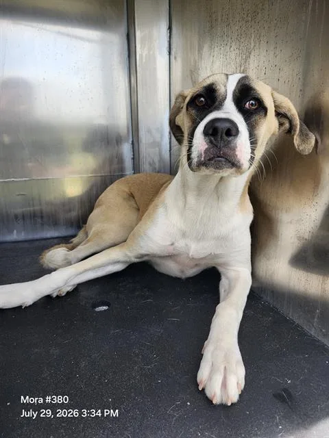 A young medium-sized female American Staffordshire Terrier dog named Cremita for adoption in San Antonio, TX