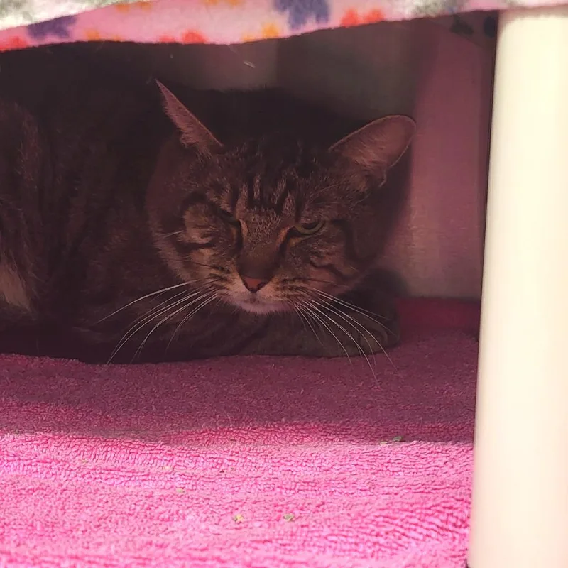 An adult medium-sized male Brown / Chocolate Domestic Short Hair cat named Bronze for adoption in Fort Wayne, IN