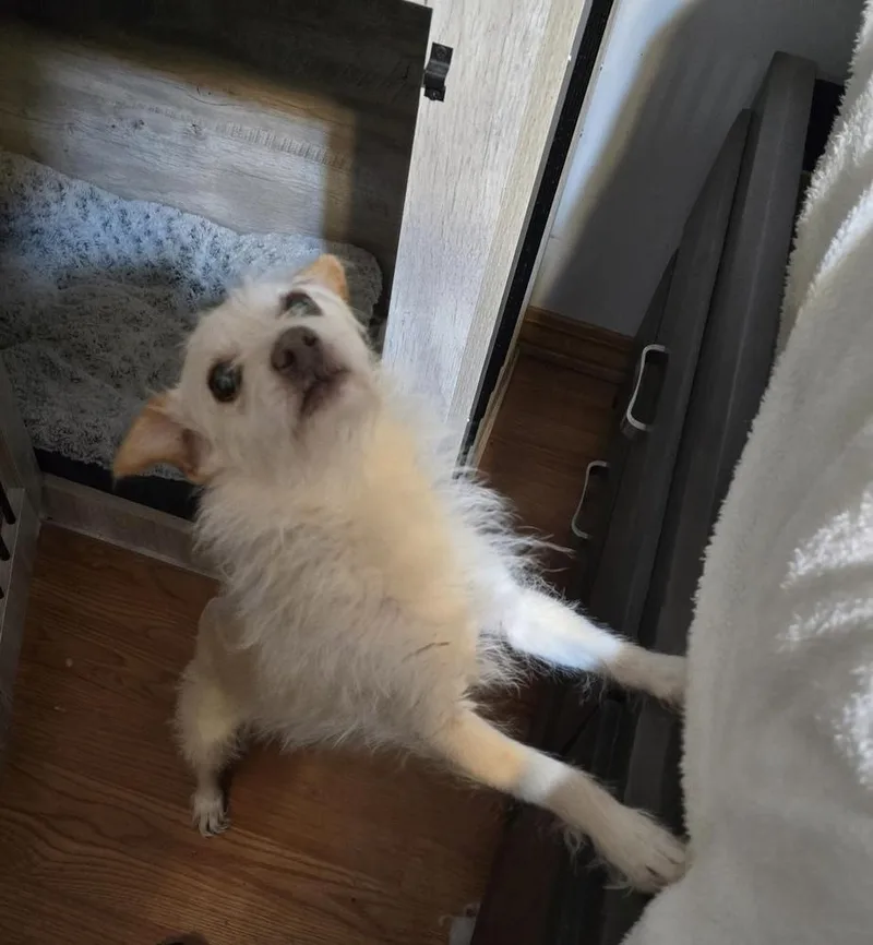 Waffles thumbnail 2