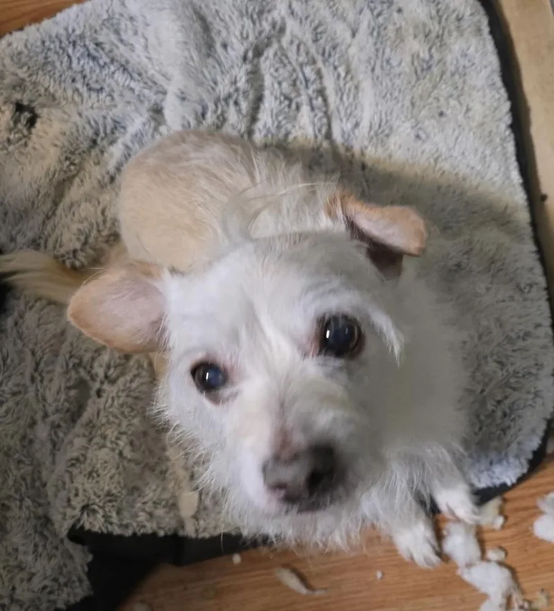 Waffles thumbnail 3