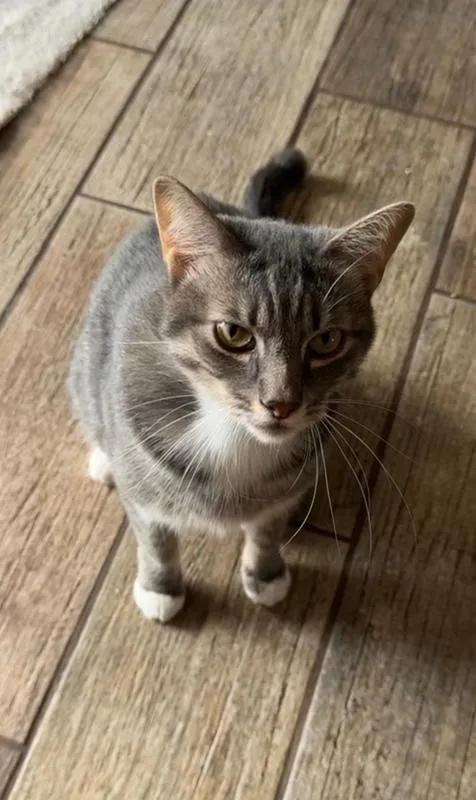 An adult medium-sized female Gray / Blue / Silver Domestic Short Hair cat named Chloe for adoption in Wellington, FL