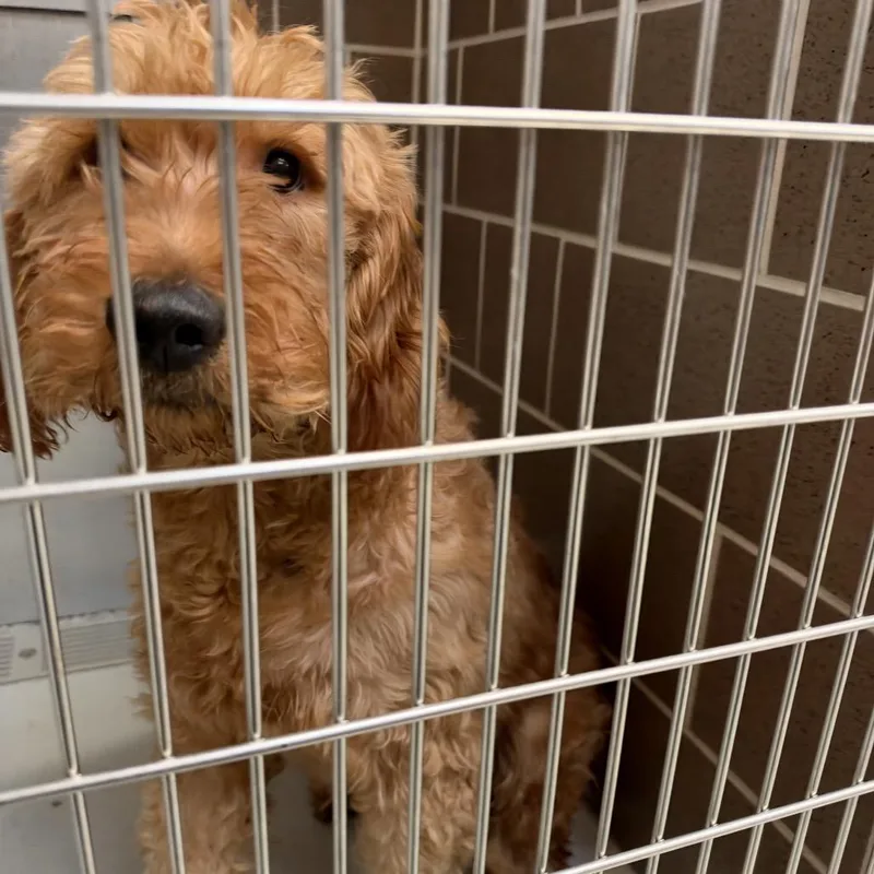 An adult large-sized male Standard Poodle dog named Chase for adoption in Northbrook, IL