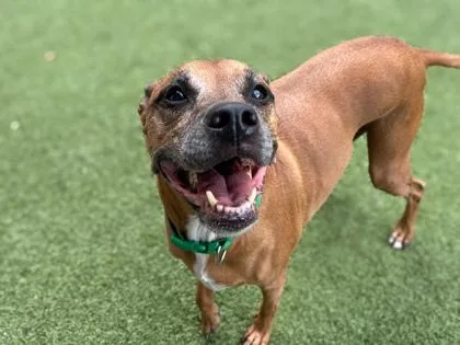 An adult medium-sized male Boxer dog named Simba for adoption in Gainesville, FL