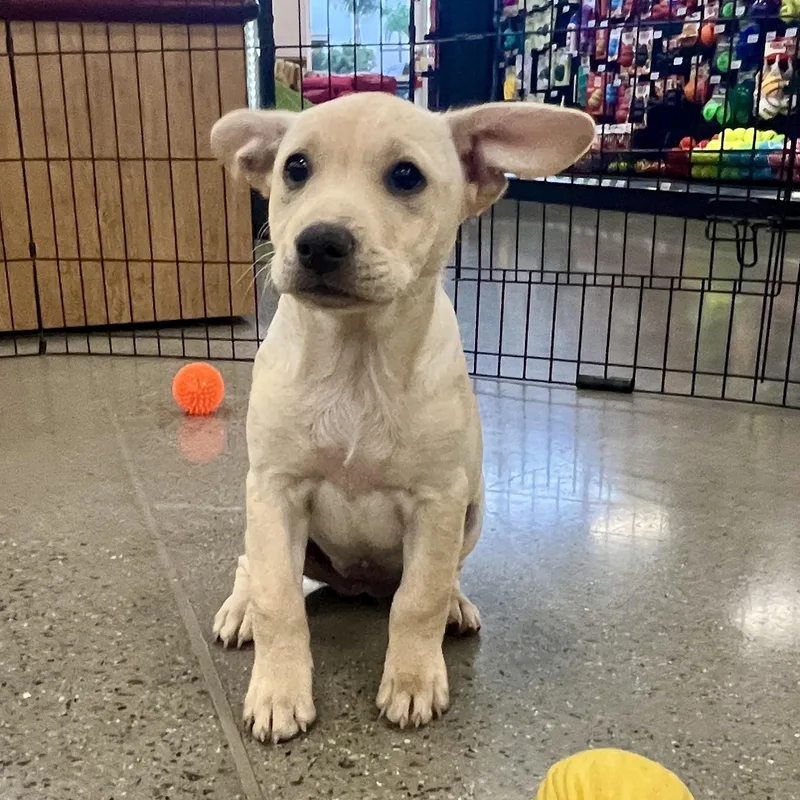 A baby small-sized female Terrier dog named Kylie for adoption in El Cajon, CA