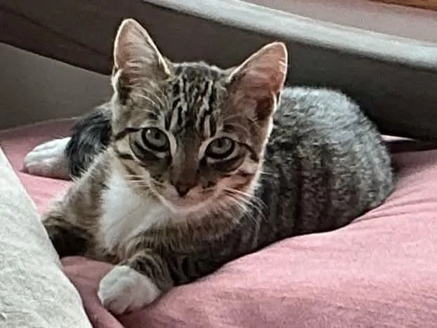 A baby small-sized male Tabby (Brown / Chocolate) Domestic Short Hair cat named Cedar for adoption in Gladstone, OR