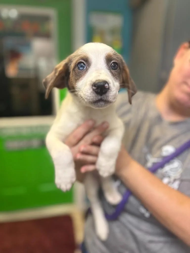 A baby small-sized female Collie dog named Mary for adoption in Sebastian, FL