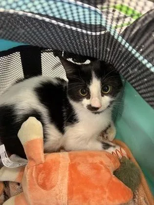 A baby medium-sized male Domestic Short Hair cat named Midnight for adoption in Atlanta, GA