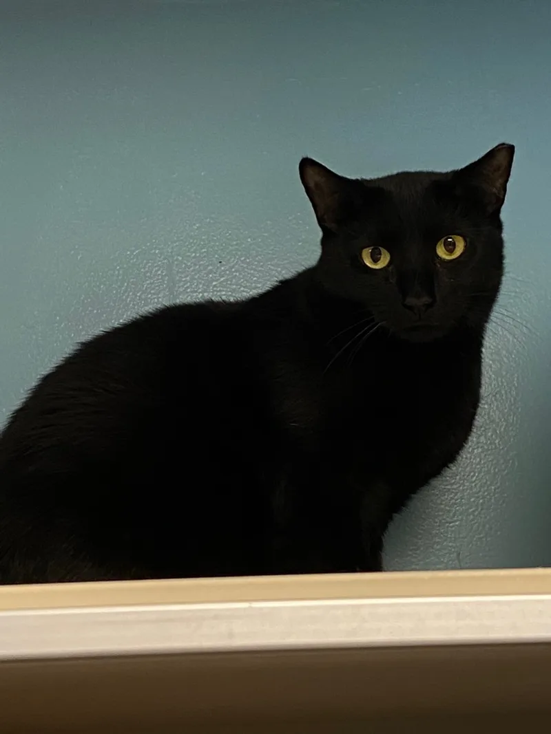 An adult medium-sized male Black Domestic Short Hair cat named Black Panther for adoption in Freeport, NY