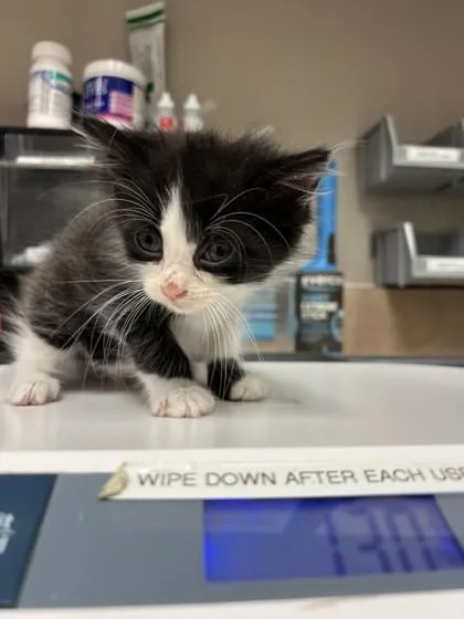 A baby small-sized male Domestic Short Hair cat named Peeta for adoption in Farmers Branch, TX