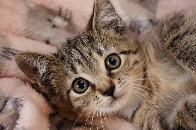 A baby medium-sized male Tabby (Brown / Chocolate) Domestic Short Hair cat named Josey for adoption in Georgetown, OH