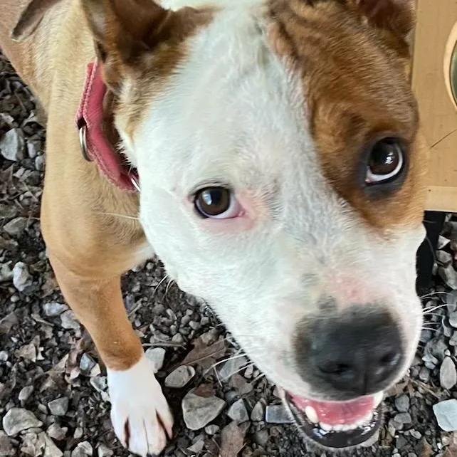 An adult medium-sized female Red / Chestnut / Orange American Staffordshire Terrier dog named Stella for adoption in Hackett, AR
