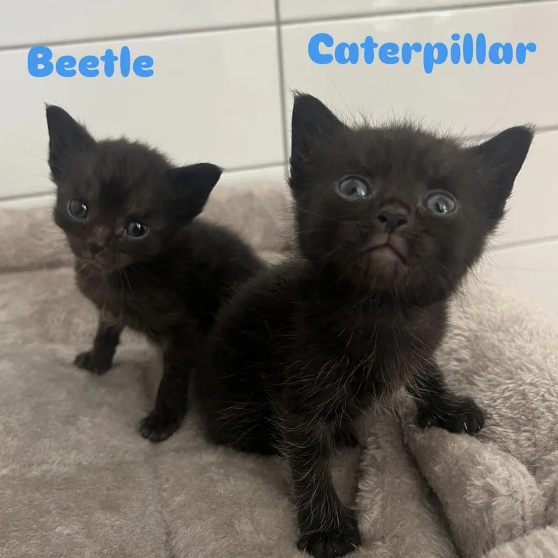 Caterpillar thumbnail 2