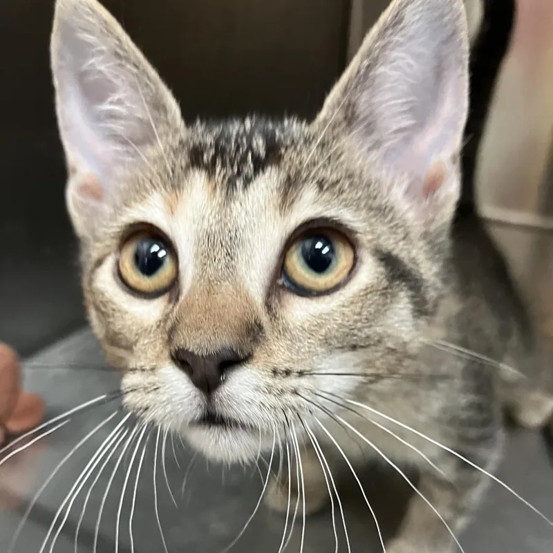 A baby small-sized female Brown / Chocolate Domestic Short Hair cat named Lindzie for adoption in Lakeland, FL